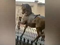 Pakistan News: पाकिस्तान में महाराजा रणजीत सिंह की मूर्ति तोड़े जाने की भारत ने की निंदा | जानें क्या कहा है?