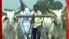 રાજ્યમાં વરસાદની અછત વચ્ચે કેટલા હેક્ટરમાં થયું ખરીફ પાકનું વાવેતર?,જુઓ વીડિયો