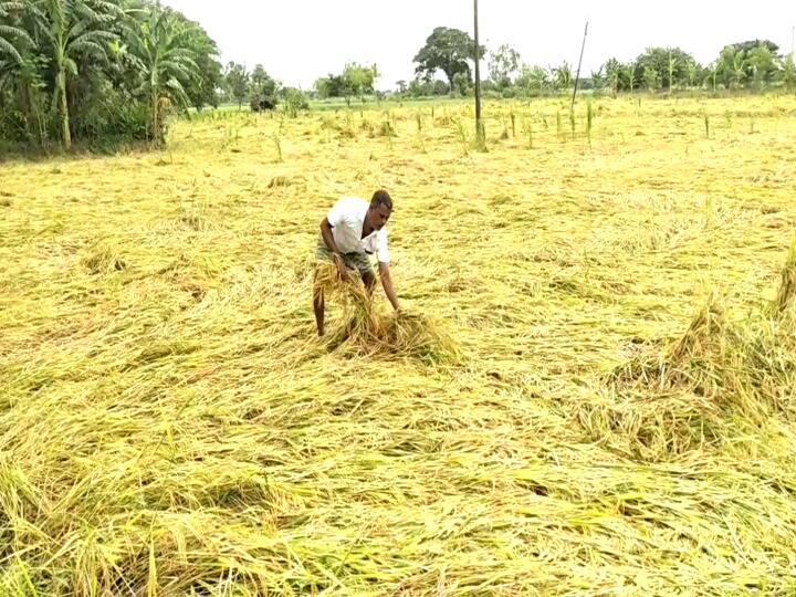 damage to rain soaked crops ready for harvest மயிலாடுதுறையில் அறுவடைக்கு தயாரான பயிர்கள் மழையில் நனைந்து சேதம்...!