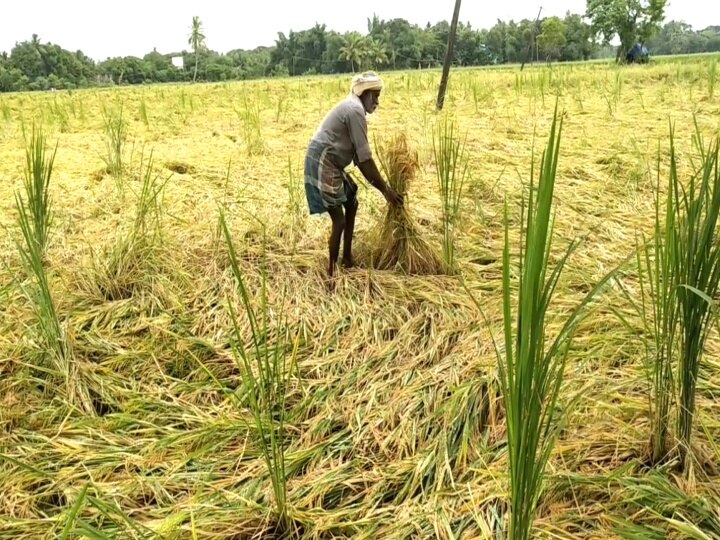 மயிலாடுதுறையில் அறுவடைக்கு தயாரான பயிர்கள் மழையில் நனைந்து சேதம்...!