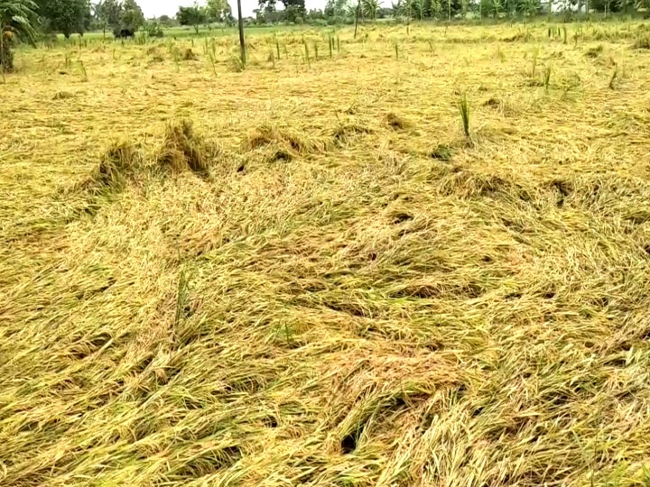 மயிலாடுதுறையில் அறுவடைக்கு தயாரான பயிர்கள் மழையில் நனைந்து சேதம்...!