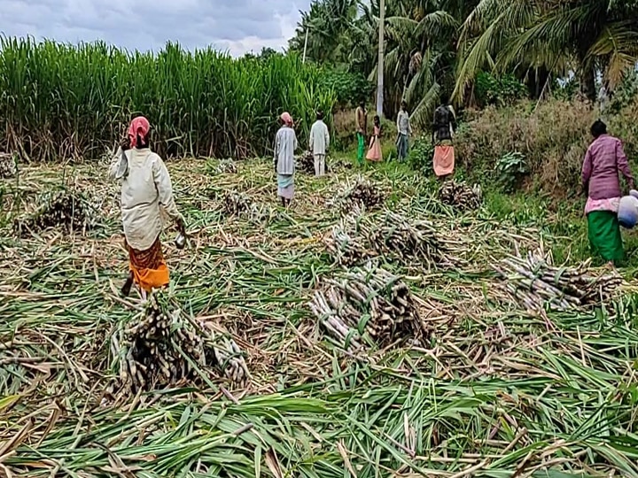 கேரளா ஓணம் பண்டிகை எதிரொலி...! தேனியில் அதிரடியாக அறுவடை செய்யப்படும் ஆலைக்கரும்புகள்...!