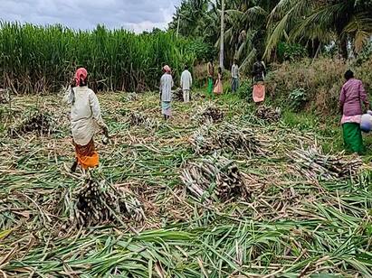 Theni: Echo of Kerala Onam Festival - Mill cane at harvest கேரளா ஓணம் பண்டிகை எதிரொலி...! தேனியில் அதிரடியாக அறுவடை செய்யப்படும் ஆலைக்கரும்புகள்...!