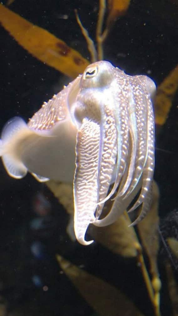 মানুষের থেকেও ভাল স্মৃতিশক্তি এই মাছের