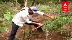 Pune : ओसाड डोंगरावर फुलली वनराई, बकोरी गावात डोंगारावर 25 हजार झाडांची लागवड