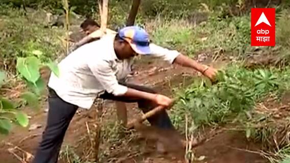 Pune : ओसाड डोंगरावर फुलली वनराई, बकोरी गावात डोंगारावर 25 हजार झाडांची लागवड