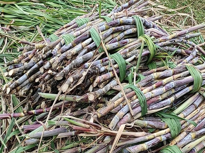 கேரளா ஓணம் பண்டிகை எதிரொலி...! தேனியில் அதிரடியாக அறுவடை செய்யப்படும் ஆலைக்கரும்புகள்...!