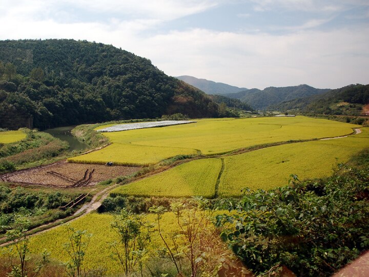 மேகமலை, வருசநாடு வனப்பகுதிகளில் விவசாயம் செய்ய தடையால் வாழ்வாதாரம் இழக்கும் 6000 குடும்பங்கள்...!