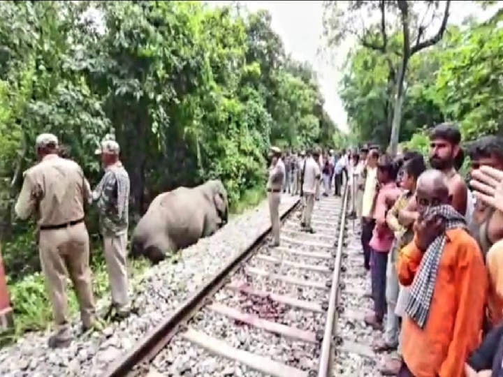 ट्रेन की टक्कर से हुई हथिनी और 6 माह के बच्चे की मौत, फिर...दिखा हाथियों का ये स्वभाव - Hindi News, हिंदी न्यूज़ , Hindi Samachar, हिंदी समाचार, Latest News in Hindi,