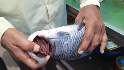 Seizure of 130 kg of spoiled fish in Dharmapuri - 10 thousand fine தருமபுரியில் கெட்டுப்போன நிலையில் விற்கப்பட்ட 130 கிலோ மீன்கள் பறிமுதல்- 10 ஆயிரம் அபராதம் விதிப்பு..!
