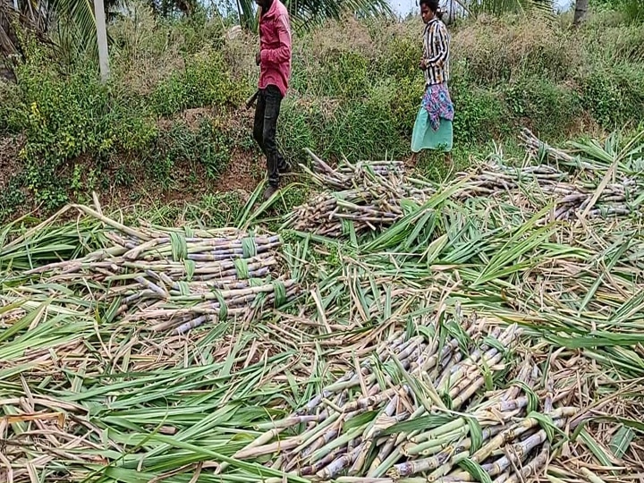 கேரளா ஓணம் பண்டிகை எதிரொலி...! தேனியில் அதிரடியாக அறுவடை செய்யப்படும் ஆலைக்கரும்புகள்...!