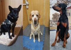 Afghanistan Crisis: अफगानिस्तान से तीन खोजी कुत्ते भारत लौटे, आईटीबीपी की K-9 स्क्वॉड में शामिल थे तीनों स्निफर डॉग्स