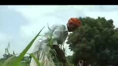 બનાસકાંઠાઃ વરસાદ ખેંચાતા ખેડૂતો બન્યા ચિંતિત, સિઝનનો કેટલા ટકા નોંધાયો વરસાદ?,જુઓ ગુજરાતી ન્યૂઝ