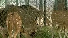 અમદાવાદઃ કાંકરિયા સ્થિત પ્રાણીસંગ્રહાલયના પ્રાણીઓ માટે વધુ એક દરખાસ્તને કરાઈ મંજૂર