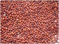 Ragi Health Benefits: डायबिटीज मरीजों के अलावा भी रागी खानेवालों को मिलते हैं कई फायदे, जानिए