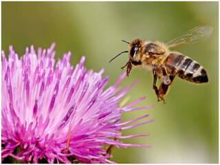 Do Angry Bees Produce More Potent Poison? Researchers Reveal Unknown Details