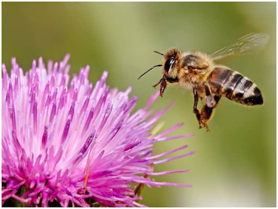 Do Angry Bees Produce More Potent Poison? Researchers Reveal Unknown Details