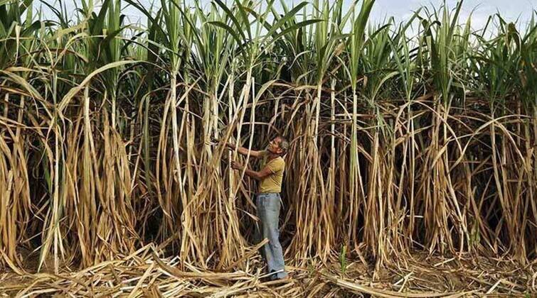 Do pest and disease control work in sugarcane crop as soon as possible Alert! बीमारियों की बली न चढ़ जाये गन्ना की फसल, जल्द शुरू करें फसल की निगरानी और बरतें ये सावधानी