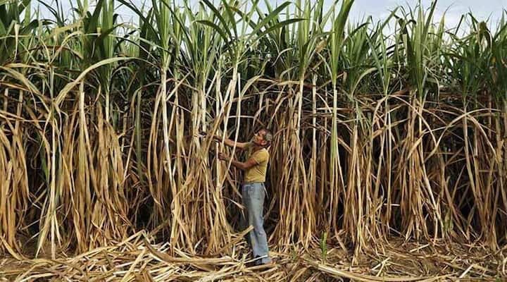 maharashtra latest news additional sugarcane  farmer Sugar factory राज्यातील ऊस ऊत्पादक शेतकऱ्यांची डोकेदुखी वाढवण्याची शक्यता