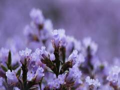 Neelakurinji flowers  pics | கர்நாடகாவின் கூர்க்கில் சுற்றுலாப் பயணிகளின் கவனத்தை ஈர்த்துள்ள நீலக்குறிஞ்சி..!