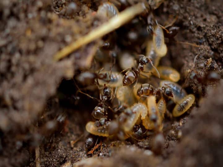 Follow these home remedies to get rid of termites easily Home Remedy for Termites: फर्नीचर में लग जाने वाले कीड़ो से हैं परेशान, तो आजमाएं यह टिप्स, मिलेगा छुटकारा
