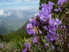 Neelakurinji flowers  pics | கர்நாடகாவின் கூர்க்கில் சுற்றுலாப் பயணிகளின் கவனத்தை ஈர்த்துள்ள நீலக்குறிஞ்சி..!