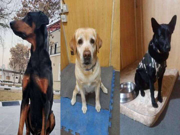 ITBP K9 dogs serving in Afghanistan return back to India ஆப்கானிலிருந்து இந்தியா திரும்பிய 3 நாய்களின் பின்னணி தெரியுமா? கெத்து காட்டிய கெட்டிக்கார நாய்கள் அவை!