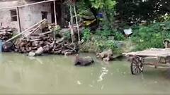 Gorakhpur के 36 गांव के बाढ़ से घिरे, गोरखनाथ घाट और बैकुण्‍ठ धाम भी डूबा | ABP Ganga Hindi