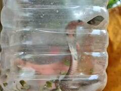 Guntur News: డబ్బాలో పాముతో ఆసుపత్రికి యువకుడు... హడలెత్తిపోయిన సిబ్బంది... ఎందుకలా చేశాడో తెలుసా...