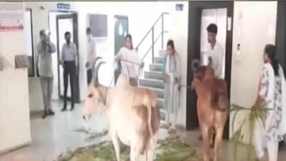 જામનગરમાં રખડતા ઢોરોનો ત્રાસ, કોંગ્રેસનાં મહિલા કોર્પોરેટરે કર્યો અનોખો વિરોધ