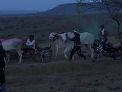 PHOTO : पडळकरांनी शर्यत जिंकली! प्रशासनाचा विरोध झुगारत सांगलीच्या झरेत बैलगाडा शर्यत, पाहा फोटो