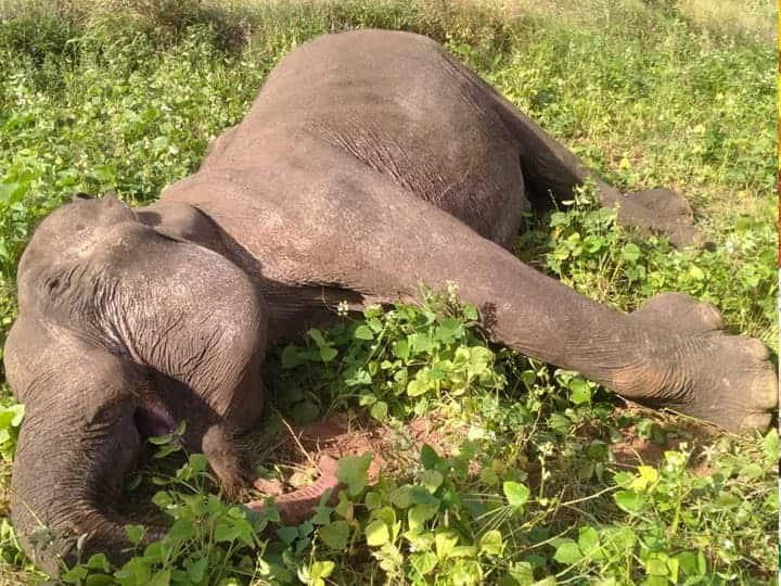 Tamil Nadu: Wild Elephant Mysteriously Dies After Killing 11 People In Theni