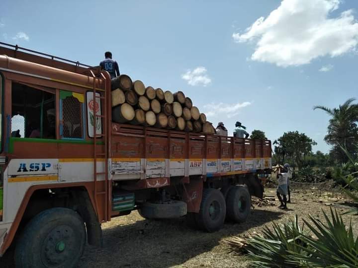 பனை மரம் வெட்டத் தடை:  அரசு உத்தரவுக்கு இயற்கை ஆர்வலர்கள் பாராட்டு!