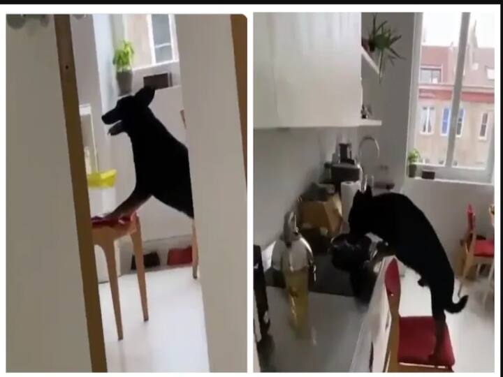 Funny act of Dog  eating in kitchen when alone goes viral in twitter hitting over 3 million views 'வெளிய வாடா திருட்டுப் பயலே' : செல்ல நாய் செய்யும் சேட்டை.. வைரல் வீடியோ !