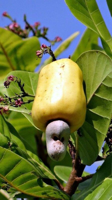 Cashew Nut Benefits: কাজু বাদামের ১১ উপকারী গুণ