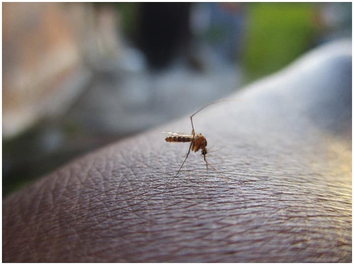 2021년 세계 모기의 날: 역사, 중요성 및 말라리아 예방 방법