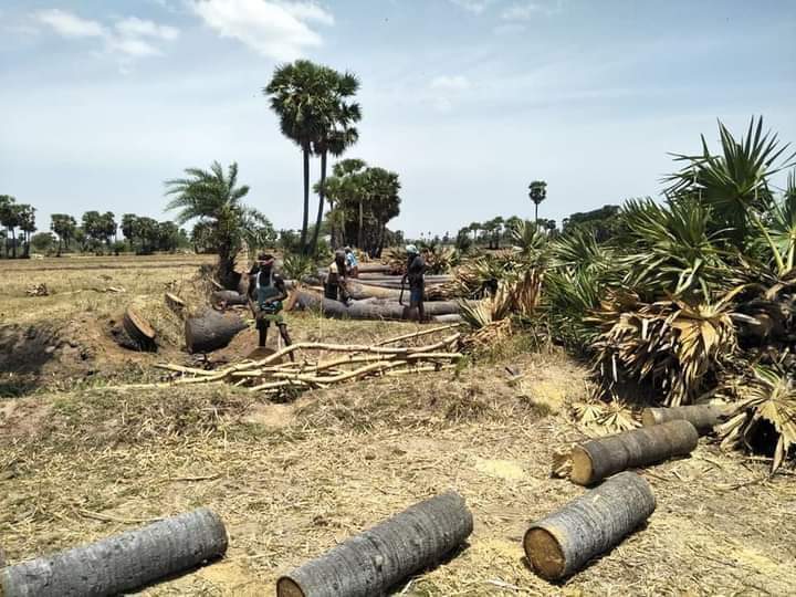 பனை மரம் வெட்டத் தடை:  அரசு உத்தரவுக்கு இயற்கை ஆர்வலர்கள் பாராட்டு!