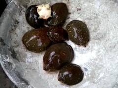 बरेली: पुलिस ने तस्कर से बरामद किए 28 कछुए, इस काम के लिए होता था इस्तेमाल