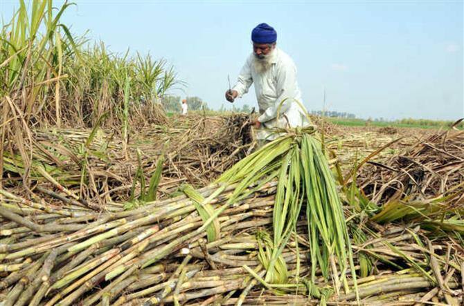 Punjab government hiked the price of sugarcane by Rs 15 per quintal, Farmers Protest start in Jalandhar from today 3 ਸਾਲਾਂ ਬਾਅਦ ਗੰਨੇ ਦੇ ਭਾਅ ’ਚ ਸਿਰਫ 15 ਰੁਪਏ ਵਾਧਾ, ਕਿਸਾਨ ਬੋਲੇ, 'ਲਾਗਤ ਕਈ ਗੁਣਾ ਵਧੀ, ਇਸ ਲਈ ਭਾਅ ਰੱਦ'