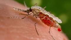 Malaria: করোনা আবহেই কলকাতায় বাড়ছে ম্যালেরিয়ার প্রকোপ, ৮ মাসে আক্রান্ত আড়াই হাজারের বেশি