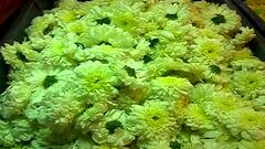 Dadar : मंदिर बंद असल्याने फुलांची मागणी कमी, सणवार असूनही फुलांचे दर गडगडले, शेतकऱ्यांना फटका