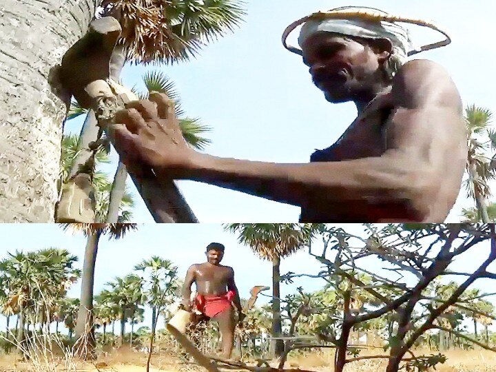 இனிக்கும் கருப்பட்டிக்கு கசக்கும் விலை' பனை வெல்லத்திற்கு அரசே விலை நிர்ணயம் செய்திட  கோரிக்கை..!