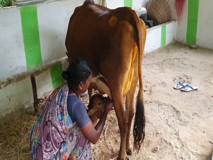 ’பசு ஈன்ற அரையடி கன்றுக்குட்டி’ தாய்மடி சேர முடியாமல் தவிப்பு..!