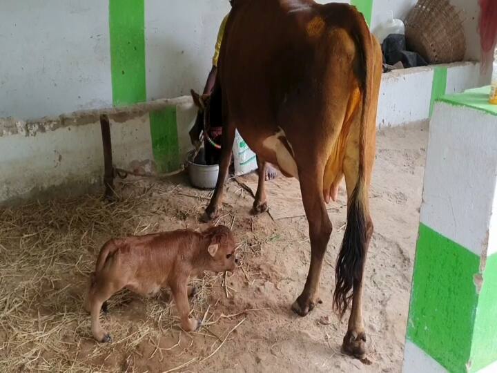 Calf suffering from inability to drink milk due to short stature ’பசு ஈன்ற அரையடி கன்றுக்குட்டி’ தாய்மடி சேர முடியாமல் தவிப்பு..!