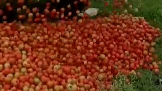 Aurangabad: चांगला बाजारभाव मिळत नसल्याने शेतकऱ्यावर टोमॅटो रस्त्यावर फेकून देण्याची वेळ