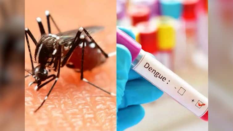 Mumbai Chikungunya and dengue cases continue to rise, last 21 days number of malaria, dengue and gastro patients in Mumbai increased three times ANN Mumbai: मुंबई में मलेरिया, डेंगू और चिकनगुनिया के मामले बढ़े, 21 दिन में तीन गुना बढ़ी मरीजों की संख्या