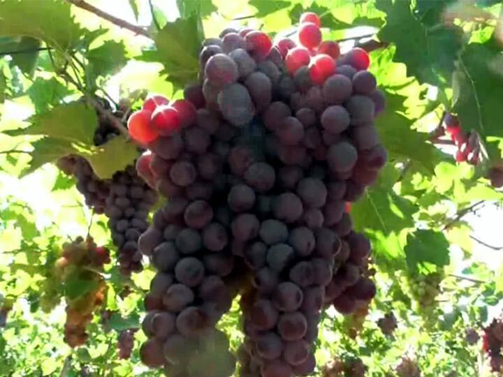 ’இந்த திராட்சையில் ஐஸ்க்ரீம், கேக், மிட்டாய் செய்யலாம்!’ - தேனியில் அறிமுகம்