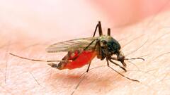 Bangla News: কলকাতায় বাড়ছে ম্যালেরিয়ার প্রকোপ, নজরদারি বাড়াচ্ছে পুরসভার । Bangla News