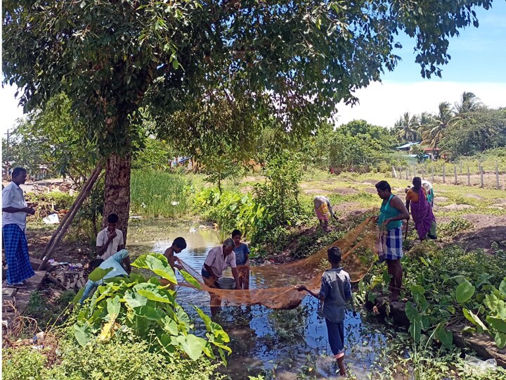 தஞ்சையில் சக்கைபோடு போடும் நாவல் பழ விற்பனை..!- சர்க்கரை நோயாளிகளை டார்கெட் செய்யும் வியாபாரிகள்