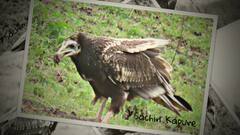 WEB EXCLUSIVE : Lonar Lake परिसरात आढळला दुर्मिळ इजिप्शियन गिधाड Egyptian vulture